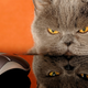 Illustration for article titled Cat-Inspired Computing of the Future